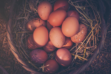fresh eggs into basket after a woman gathering from henhouse in