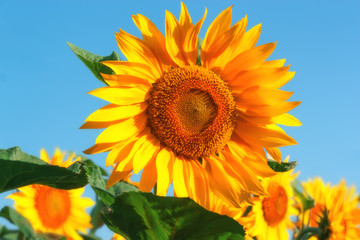Beautiful flowers of sunflowers .
