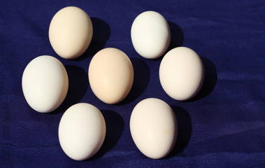 Fresh eggs on blue background