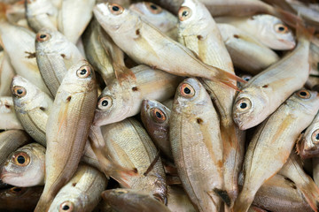 Fresh raw fish, background