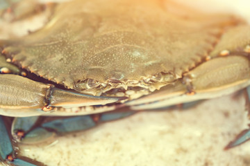 Crabs, background