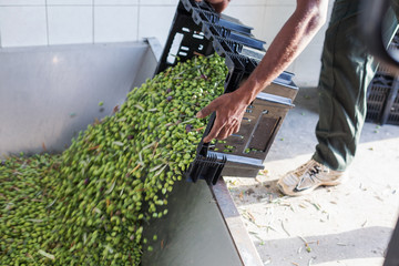 A man turning over a box full of ripe olives at oil factory. Motion blur