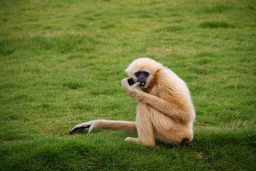 White gibbon sitting on the grass field in the zoo