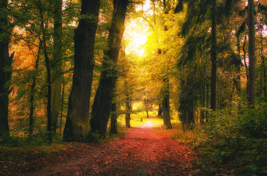 Vintage photo of beautiful early autumn european forest landscap