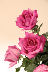 Beautiful pink roses in vintage style on background