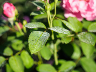 Green leaves of a rose with drops  dew close-up