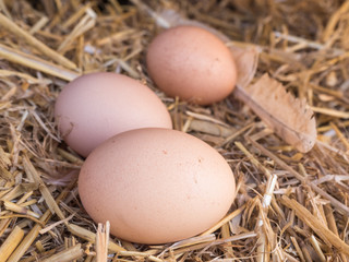 Close-up brown chicken eggs on a bed of straw
