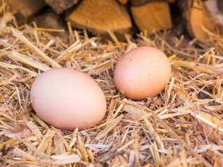 Close-up brown chicken eggs on a bed of straw
