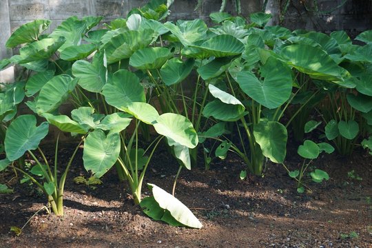 taro plant in plantation