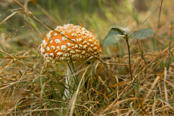 Orange toadstool in the woods.