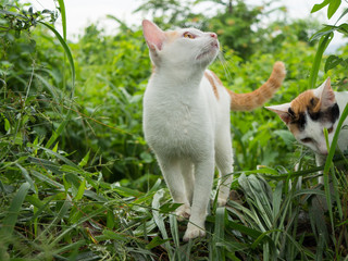 Two cat in the forest,walking and looking something