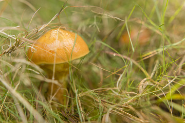 Edible bolete mushroom in the grass.