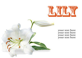 white lily on  white background