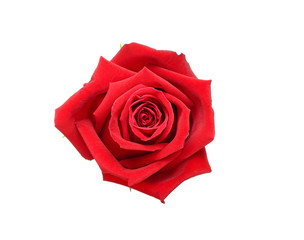 Natural red rose isolated on white background