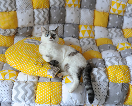 Blue-eyed white cat lie on the blanket textile