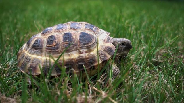 turtle slowly feeding on green grass 
