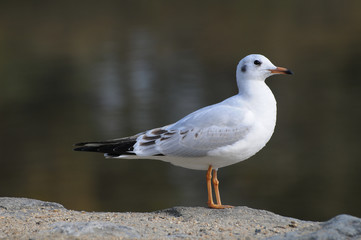 都鳥