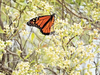butterfly in flowers