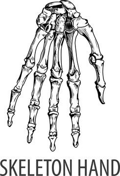 Vectors illustration of Skeleton hand