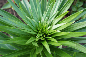 Scion lily. The first branch. Spring Green.