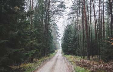 Autumn forest in Poland