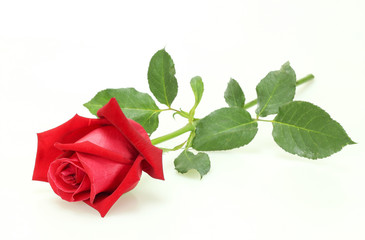 Beautiful red rose and leaves isolated on white background