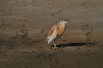 Squacco Heron
