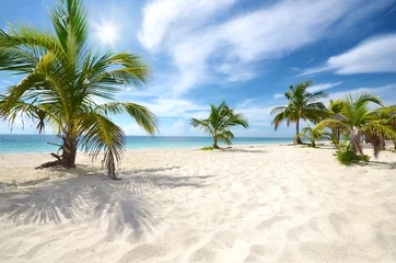 Foto op Plexiglas Palmen auf den Bahamas © KNOPP VISION