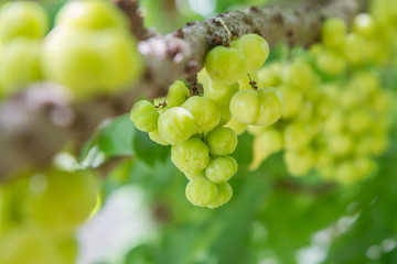 Fresh star gooseberry