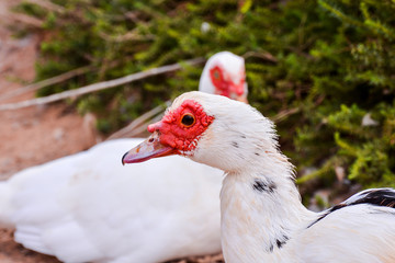 Muskovy Duck wild
