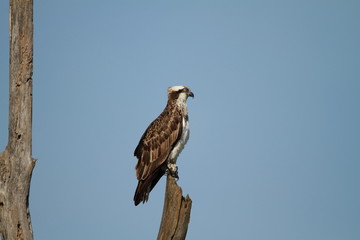 The osprey