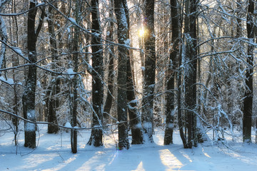 Fototapeta premium winter forest landscape sunlight snow