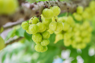 Fresh star gooseberry