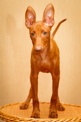 Cirneco dell'Etna dog