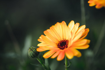 Calendula flower