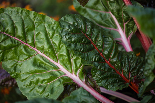 Organic gardening,  Swiss chard  in a vegetable garden