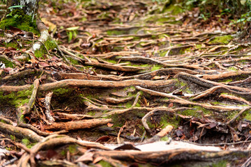 Trail in the rainforest at Bako National Park