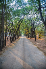 Fototapeta premium Tree Tunnel Road