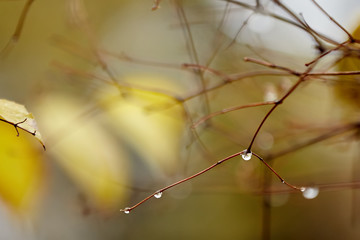 autumn leaves