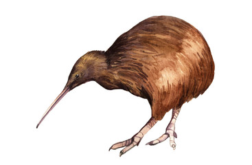Watercolor illustration of a kiwi bird