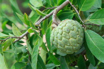 fresh custard apple