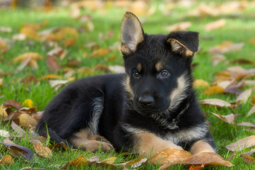 Schäferhund Welpen mit süßen Knick Ohr  im Herbst, neugierig schaut der Welpe in die Zukunft 