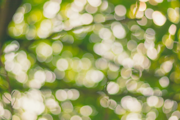 Fototapeta premium blurred tree leaves, beautiful colorful bokeh, bokeh from the blurred tree leaves, tree leaves out of focus, light, dark, darkness brightness, out of focus.