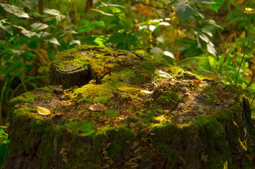 Stump in the shape of a heart with moss in the forest in summer