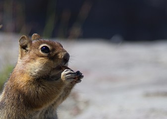Closeup of a squirrel eating an almond at Mount St Helens, Washington (US)