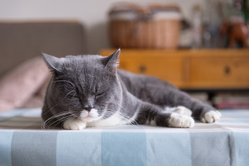 British Shorthair, shot indoors