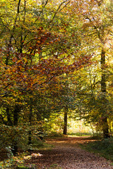 Woodland scene with yellow and brown autumn leaves