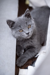 The grey shorthair kitten