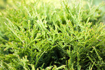 Close up leaves of green thuja tree.