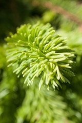 Branches growing young green fir.